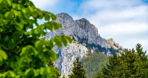 Saeugling dağı ve Alp tepesi zirvesi manzara dağları ve kayalar yeşil tarlalı panorama köknar ağaçları doğa ve mavi gökyüzü Alpler 'de Reutte Tyrol Avusturya.