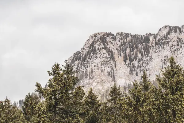 Saeugling dağı ve Alp tepesi zirvesi manzara dağları ve kayalar yeşil tarlalı panorama köknar ağaçları doğa ve mavi gökyüzü Alpler 'de Reutte Tyrol Avusturya.