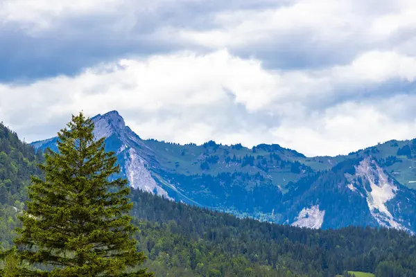 Dağ ve Alp Tepesi manzara dağları ve kayalar yeşil tarlalarıyla manzara ormanı köknar ağaçları doğa ve Alpler 'deki bulutlu mavi gökyüzü Tyrol Avusturya.