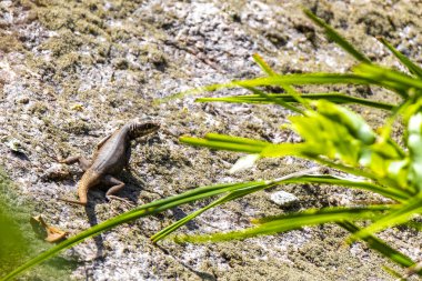 Rio de Janeiro Eyaleti Rio de Janeiro Brezilya 'daki tropikal yağmur ormanlarında bir kaya taşı üzerinde kertenkele kertenkele iguanası.