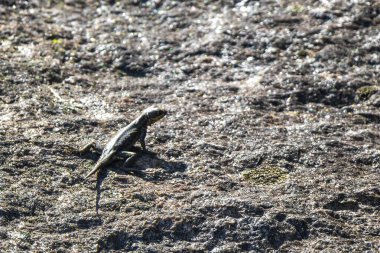 Rio de Janeiro Eyaleti Rio de Janeiro Brezilya 'daki tropikal yağmur ormanlarında bir kaya taşı üzerinde kertenkele kertenkele iguanası.