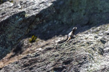 Rio de Janeiro Eyaleti Rio de Janeiro Brezilya 'daki tropikal yağmur ormanlarında bir kaya taşı üzerinde kertenkele kertenkele iguanası.