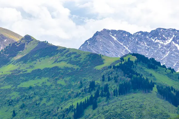 Dağ ve Alp Tepesi manzara dağları ve kayalar yeşil tarlalarıyla manzara ormanı köknar ağaçları doğa ve Alpler 'deki bulutlu mavi gökyüzü Tyrol Avusturya.