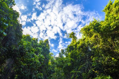 Rio de Janeiro Eyaleti Rio de Janeiro Brezilya 'da Dağ Dağları Tepeleri Kayalıkları Yağmur Ormanı ve Mavi Bulutlu Gökyüzü Manzarası.