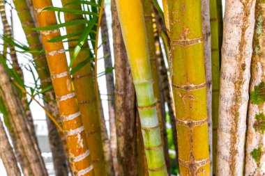 Corcovado Alto da Boa Vista Rio de Janeiro Brezilya tropikal parkında yeşil sarı bambu ve palmiye ağaçları.