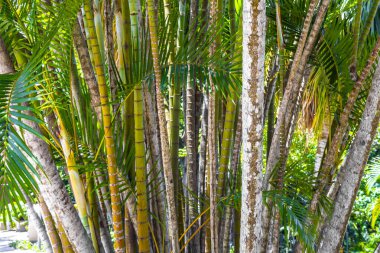 Corcovado Alto da Boa Vista Rio de Janeiro Brezilya tropikal parkında yeşil sarı bambu ve palmiye ağaçları.