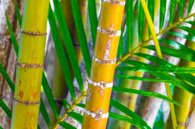 Corcovado Alto da Boa Vista Rio de Janeiro Brezilya tropikal parkında yeşil sarı bambu ve palmiye ağaçları.