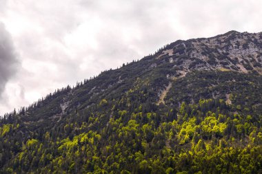 Dağ ve Alp Tepesi manzara dağları ve kayalar yeşil tarlalarıyla manzara ormanı köknar ağaçları doğa ve Alpler 'deki bulutlu mavi gökyüzü Tyrol Avusturya.