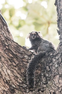 Marmoset Maymunları yeşil tropikal yağmur ormanlarında Rio de Janeiro Eyaleti Rio de Janeiro Brezilya 'da bir ağaca tırmanır..
