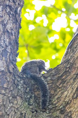 Marmoset Maymunları yeşil tropikal yağmur ormanlarında Rio de Janeiro Eyaleti Rio de Janeiro Brezilya 'da bir ağaca tırmanır..