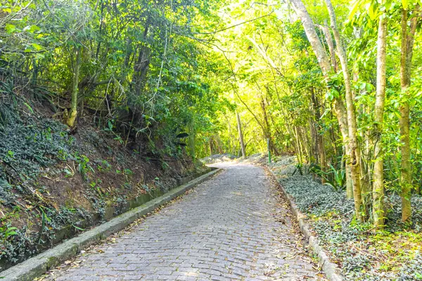 Rio de Janeiro eyaletinin Rio de Janeiro eyaletindeki dağlarda doğa yağmur ormanlarında yürüyüş yolu..
