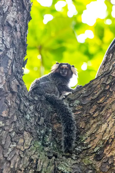 Marmoset Maymunları yeşil tropikal yağmur ormanlarında Rio de Janeiro Eyaleti Rio de Janeiro Brezilya 'da bir ağaca tırmanır..