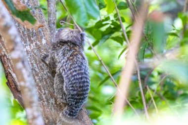 Rio de Janeiro Eyaleti Rio de Janeiro Brezilya 'da yeşil tropikal yağmur ormanlarındaki Marmoset Maymunu.