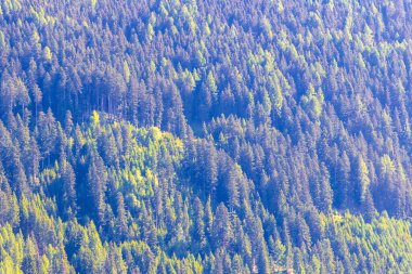 Turkuaz mavi ve yeşil nehir buharı ve taşlı şelale hanı. Çimen ağaçları ve Alpler 'deki dağ manzarası. Uçamayan Landeck Tyrol Avusturya..