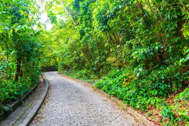 Rio de Janeiro eyaletinin Rio de Janeiro eyaletindeki dağlarda doğa yağmur ormanlarında yürüyüş yolu..