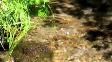 Akan nehir buharı ve taşlı şelale hanında temiz su Alpler arasındaki dağlar arasındaki çimen ağaçları. Landeck Tyrol Avusturya.