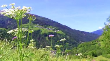 Dağlarda ve Alp Tepeleri 'nde yeşil renkli çayırlarda dağlar kayalar ve tepeler Lechtal Alpleri' nin karlı ve mavi gökyüzü ile Fliess Landeck Tyrol Avusturya.