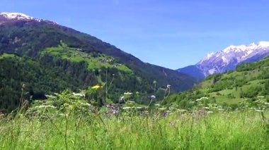 Dağlarda ve Alp Tepeleri 'nde yeşil renkli çayırlarda dağlar kayalar ve tepeler Lechtal Alpleri' nin karlı ve mavi gökyüzü ile Fliess Landeck Tyrol Avusturya.