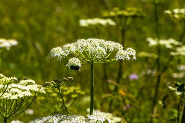 Alplerde rüzgâr, Alplerde uçuşan Landeck Tyrol Avusturya 'da çayırda çiçek açan yeşil büyük gül böceği..