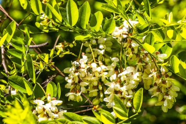 Birçok kahverengi böcek böceği, Alplerde çiçek taşıyan böcekler üzerinde uçuşan Landeck Tyrol Avusturya.