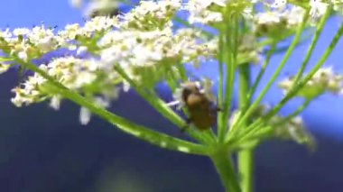 Birçok kahverengi böcek böceği, Alplerde çiçek taşıyan böcekler üzerinde uçuşan Landeck Tyrol Avusturya.