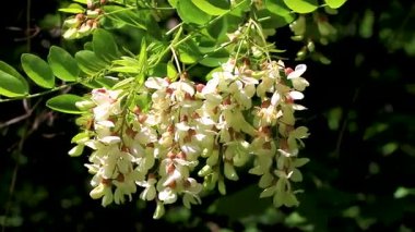 Birçok kahverengi böcek, Alpler 'deki güneş ışınlarıyla aydınlatılan gölgedeki çiçeklerdeki böceklerin üzerindeki böceklerdir..