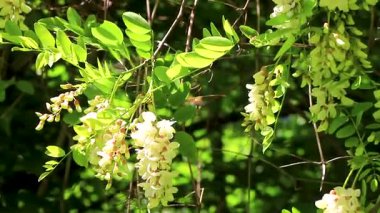 Birçok kahverengi böcek böceği, Alplerde çiçek taşıyan böcekler üzerinde uçuşan Landeck Tyrol Avusturya.