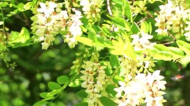 Birçok kahverengi böcek böceği, Alplerde çiçek taşıyan böcekler üzerinde uçuşan Landeck Tyrol Avusturya.