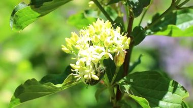 Alplerde rüzgâr, Alplerde uçuşan Landeck Tyrol Avusturya 'da çayırda çiçek açan yeşil büyük gül böceği..