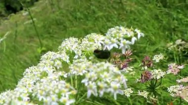 Alplerde rüzgâr, Alplerde uçuşan Landeck Tyrol Avusturya 'da çayırda çiçek açan yeşil büyük gül böceği..