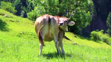 Cow tries to scratch her butt on the pasture meadow in the mountains in the Alps Fliess Landeck Tyrol Austria.