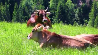 Alplerdeki dağlarda çayırlarda dinlenen inek inekleri Alpsiz Landeck Tyrol Avusturya.