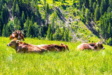 Alplerdeki dağlarda çayırlarda dinlenen inek inekleri Alpsiz Landeck Tyrol Avusturya.