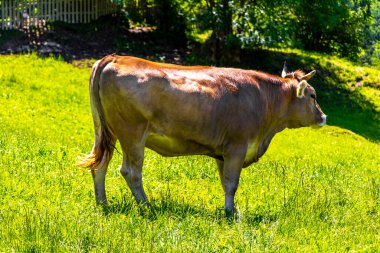 Alplerdeki dağlarda çayırlarda dinlenen inek inekleri Alpsiz Landeck Tyrol Avusturya.