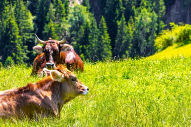 Alplerdeki dağlarda çayırlarda dinlenen inek inekleri Alpsiz Landeck Tyrol Avusturya.