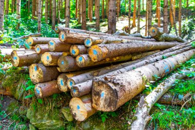 Ölü ağaç gövdelerini kestiler. Alpler 'deki ağaçların arasında odun yığınları. Uçan Landeck Tyrol Avusturya..