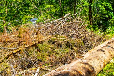 Ölü ağaç gövdelerini kestiler. Alpler 'deki ağaçların arasında odun yığınları. Uçan Landeck Tyrol Avusturya..