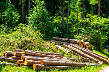Ölü ağaç gövdelerini kestiler. Alpler 'deki ağaçların arasında odun yığınları. Uçan Landeck Tyrol Avusturya..