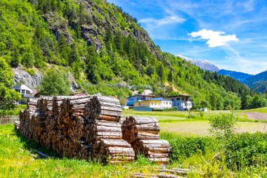 Ölü ağaç gövdelerini kestiler. Alpler 'deki ağaçların arasında odun yığınları. Uçan Landeck Tyrol Avusturya..