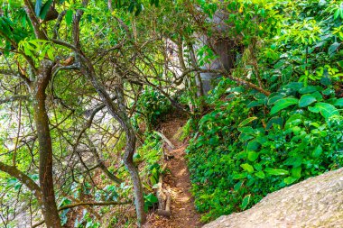 Rio de Janeiro Eyaleti Rio de Janeiro Brezilya 11. Ekim 2020 Ormanda yürüyüş yolu Rio de Janeiro Brezilya 'daki dağlarda doğa yağmur ormanları.