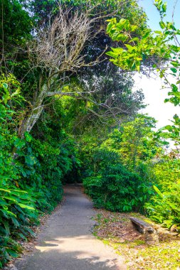 Rio de Janeiro eyaletinin Rio de Janeiro eyaletindeki dağlarda doğa yağmur ormanlarında yürüyüş yolu..