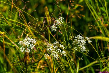 Alplerde uçuşan Landeck Tyrol Avusturya 'da birçok farklı yeşil ve sarı çiçekli çiçek çayırı.