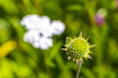 Alplerde uçuşan Landeck Tyrol Avusturya 'da birçok farklı yeşil ve sarı çiçekli çiçek çayırı.