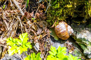 Büyük kahverengi salyangoz, Alplerde orman zemininde sürünüyor..