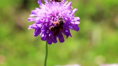 Yaban arısı ve böcek mavi mor çiçek üzerinde Alplerde yemyeşil çayırlar içinde Alplerde uçuşan Landeck Tyrol Avusturya.