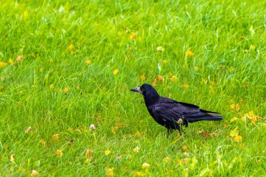 Beyaz Rusya 'nın Leninskiy Rayon Brest Bölgesi Yeşil Çayır Çayırı' ndaki Karga Karga Karga KuşuName.