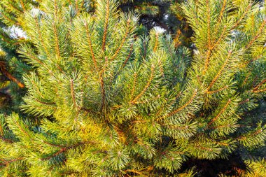 Belarus 'un Leninskiy Rayon Brest Bölgesi' nde bulutlu bir gökyüzü olan Firavun dalları ve konileri.