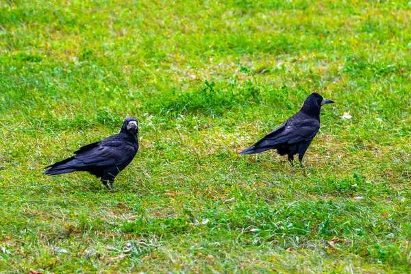 Leninskiy Rayon Brest İlçe Brest Bölgesi 'nde Karga Kargalar Kuşları Yeşil çayır Çayırında.