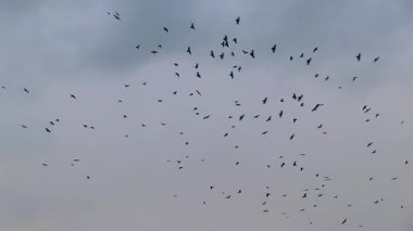 Birçok kuş, Belarus 'un Leninskiy Rayon Brest İlçe Brest bölgesinde günbatımı gökyüzünde uçar..