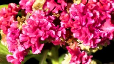 Leninskiy Rayon Brest Bölgesi Belarus 'ta kırmızı mor ve pembe yaz bahçesi bitkileri ve çiçekler.